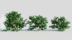 Viburnum dentatum c