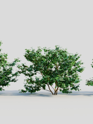Viburnum dentatum c