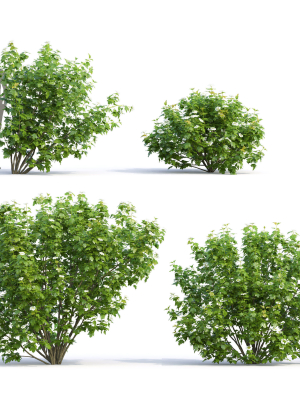 viburnum-flowering-02-3d-model-max-fbx-mat