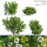 Viburnum flowering 02