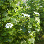 Viburnum flowering 02