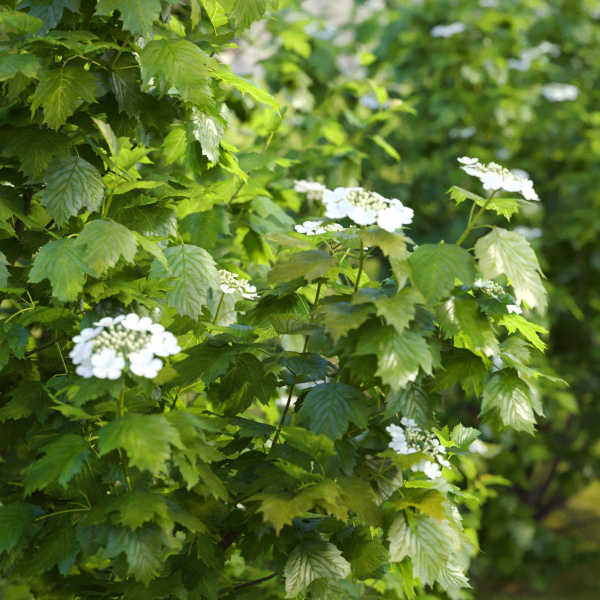 Viburnum flowering 02