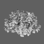 Viburnum flowering 02