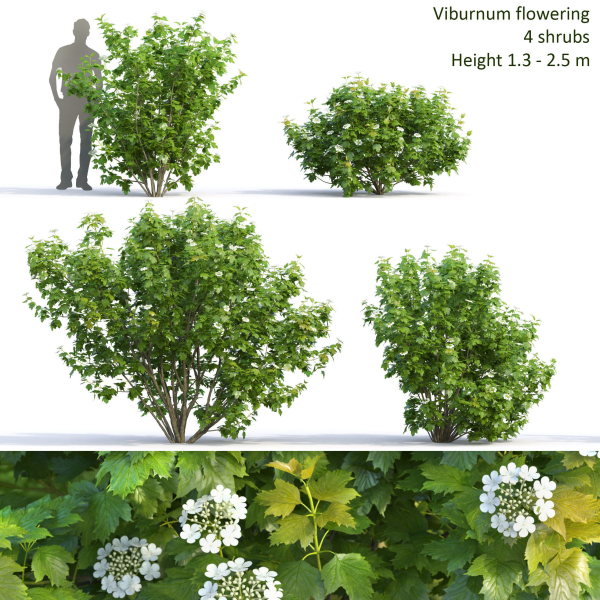 Viburnum flowering 02