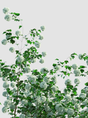 viburnum-opulus-a-3d-model-2dd6a05d47