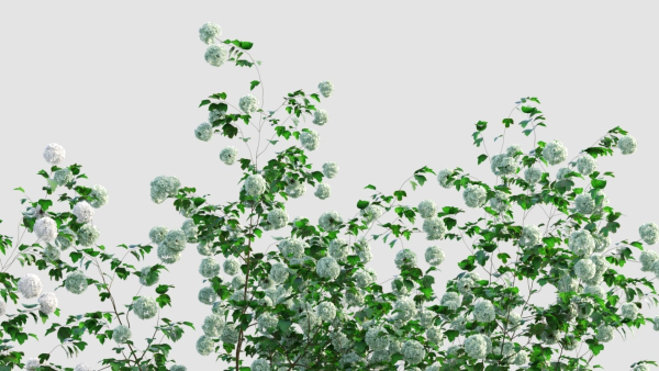 viburnum opulus a
