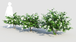 viburnum opulus a