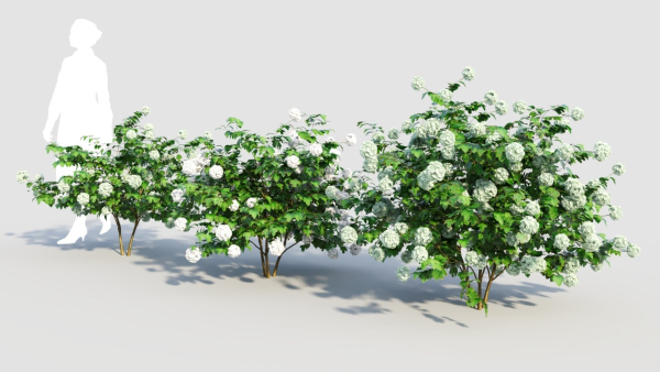 viburnum opulus a