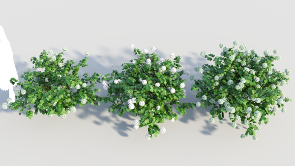 viburnum opulus a
