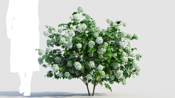viburnum opulus a