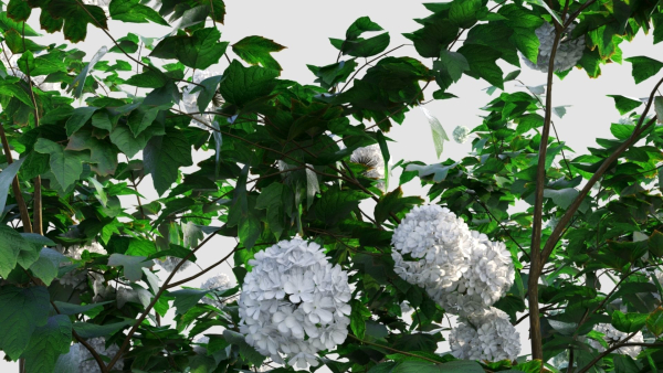 viburnum opulus a