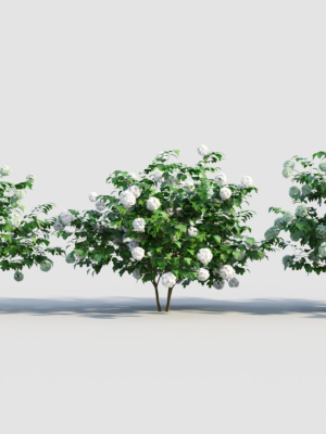 viburnum opulus a