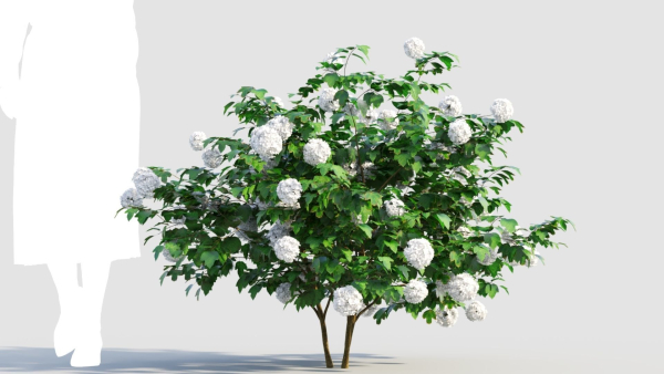 viburnum opulus a