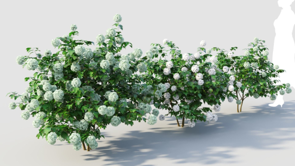 viburnum opulus a