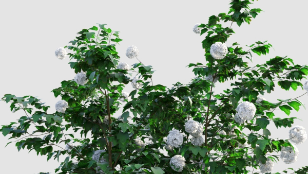 viburnum opulus a