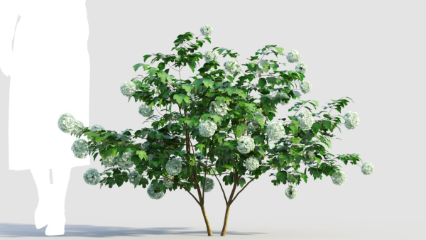 viburnum opulus a