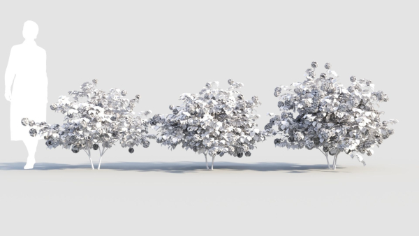 viburnum opulus a