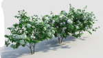 viburnum opulus a