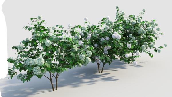 viburnum opulus a