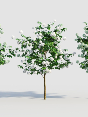 Viburnum opulus b