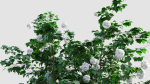 Viburnum opulus b