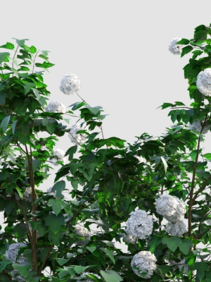 viburnum-opulus-b-3d-model-1959616168