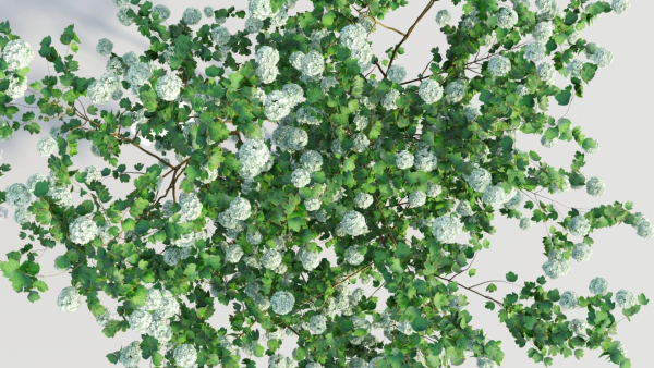 Viburnum opulus b