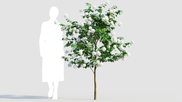 Viburnum opulus b