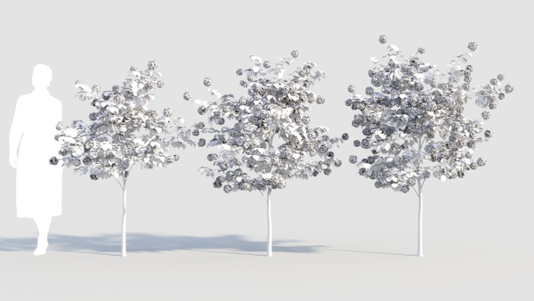 Viburnum opulus b
