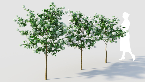 Viburnum opulus b