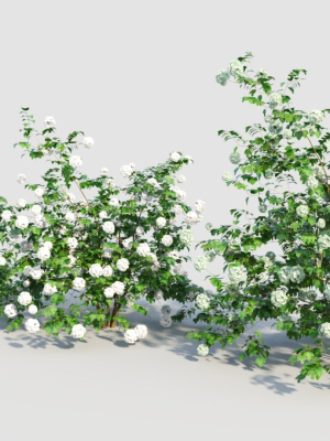 viburnum-opulus-c-3d-model-14319efc0e