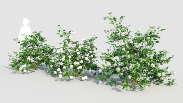 Viburnum opulus c