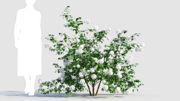 Viburnum opulus c