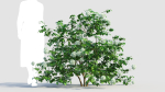 Viburnum opulus c