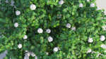 Viburnum opulus c