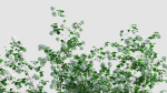 Viburnum opulus c