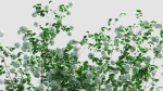 Viburnum opulus c