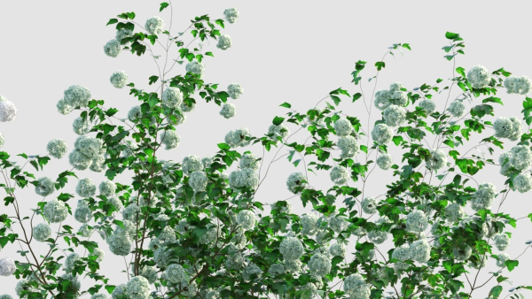 Viburnum opulus c