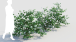 Viburnum opulus c