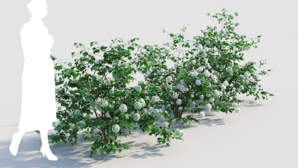 Viburnum opulus c