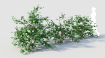 Viburnum opulus c