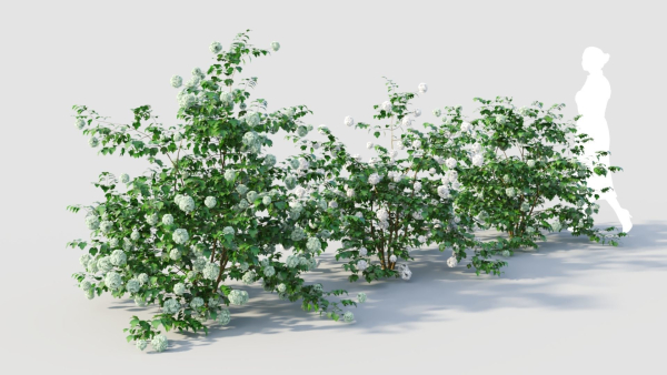 Viburnum opulus c