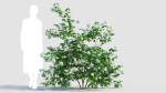 Viburnum opulus c