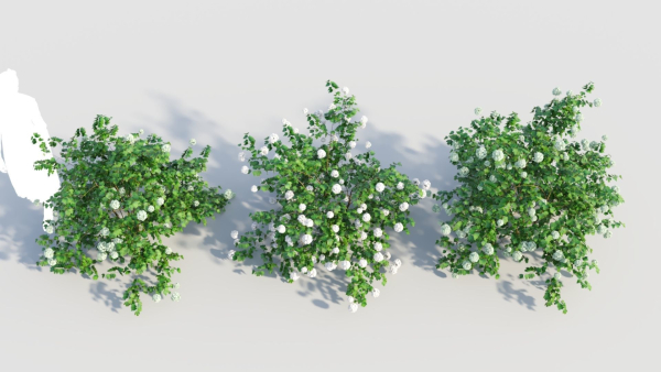 Viburnum opulus c