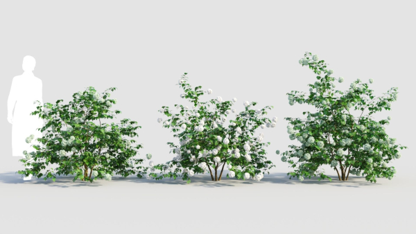 Viburnum opulus c
