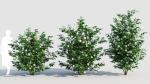 Viburnum opulus d