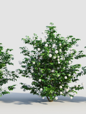 Viburnum opulus d