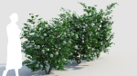 Viburnum opulus d