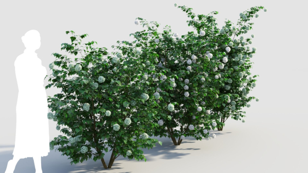 Viburnum opulus d