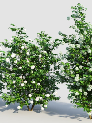 viburnum-opulus-d-3d-model-5030c5abb6
